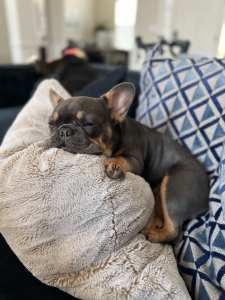 Kyro French Bulldogs!
