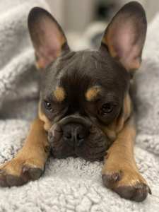 Kyro French Bulldogs!