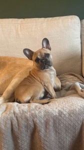 Kyro French Bulldogs!