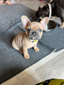 Kyro French Bulldogs!