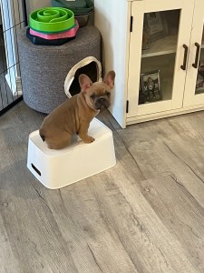 Kyro French Bulldogs!