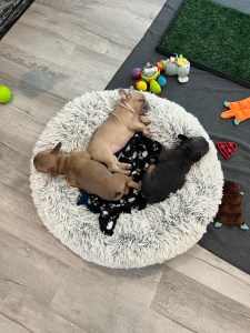 Kyro French Bulldogs!