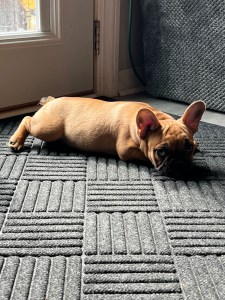 Kyro French Bulldogs!