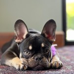 French bulldog puppy