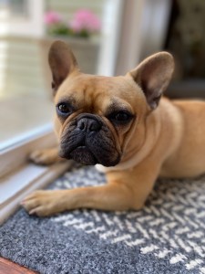 77057885977__C9E8DD2C-083C-42AB-A7D6-FB334A7C2D73.fullsizerender