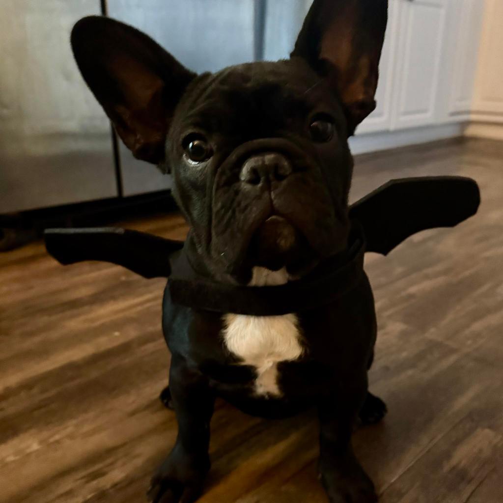 French bulldog puppy