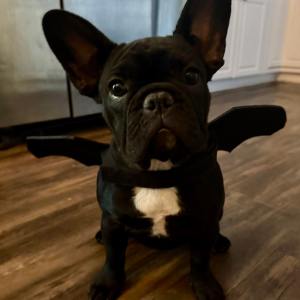 French bulldog puppy