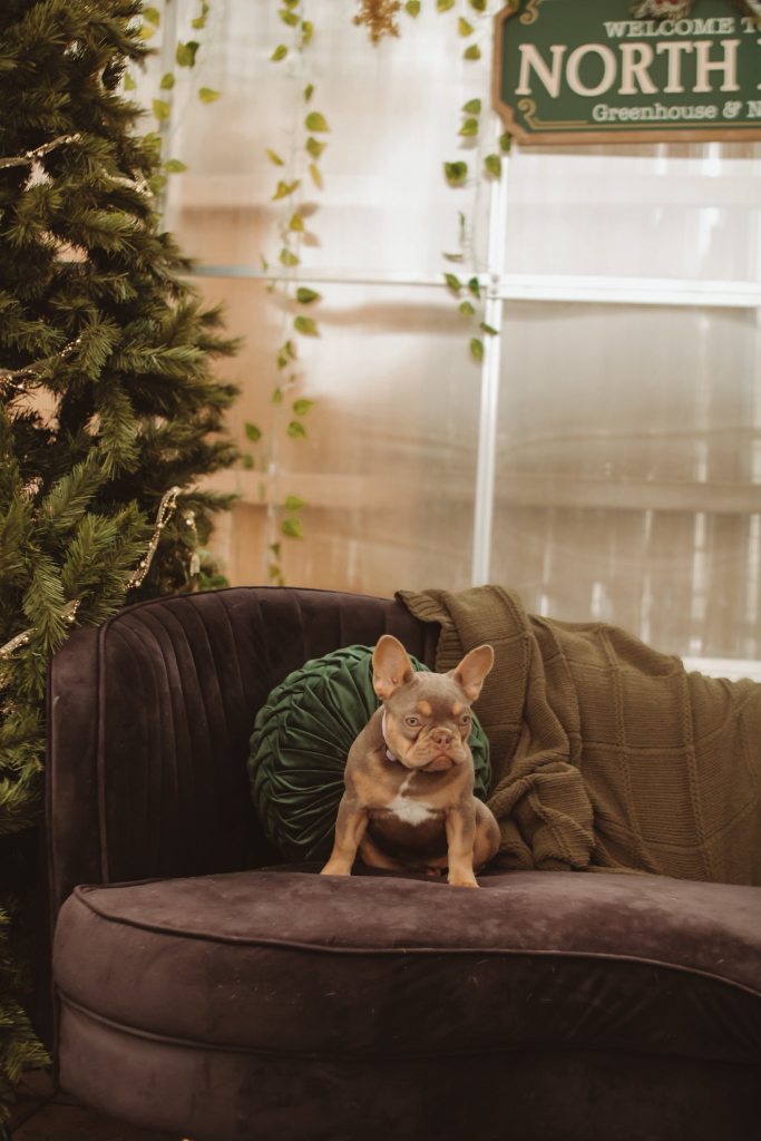 New shade Isabella and tan french bulldog