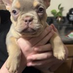 Indiana frenchie puppy