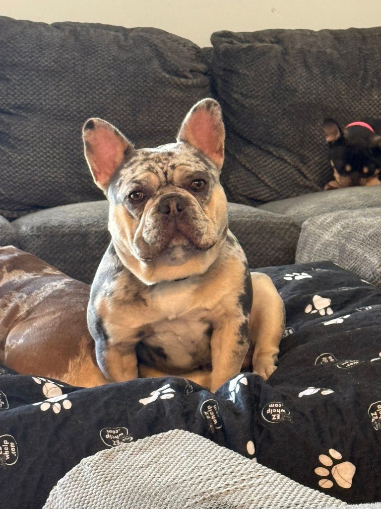 merle French bulldog
