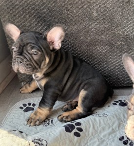 available French bulldog puppy