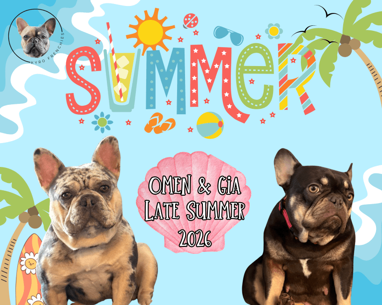 available French bulldog puppies