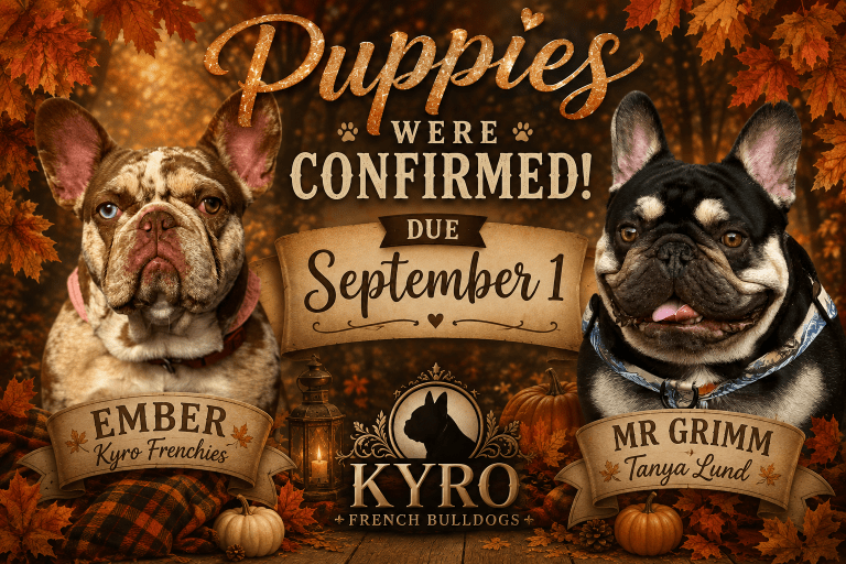 French bulldog puppies