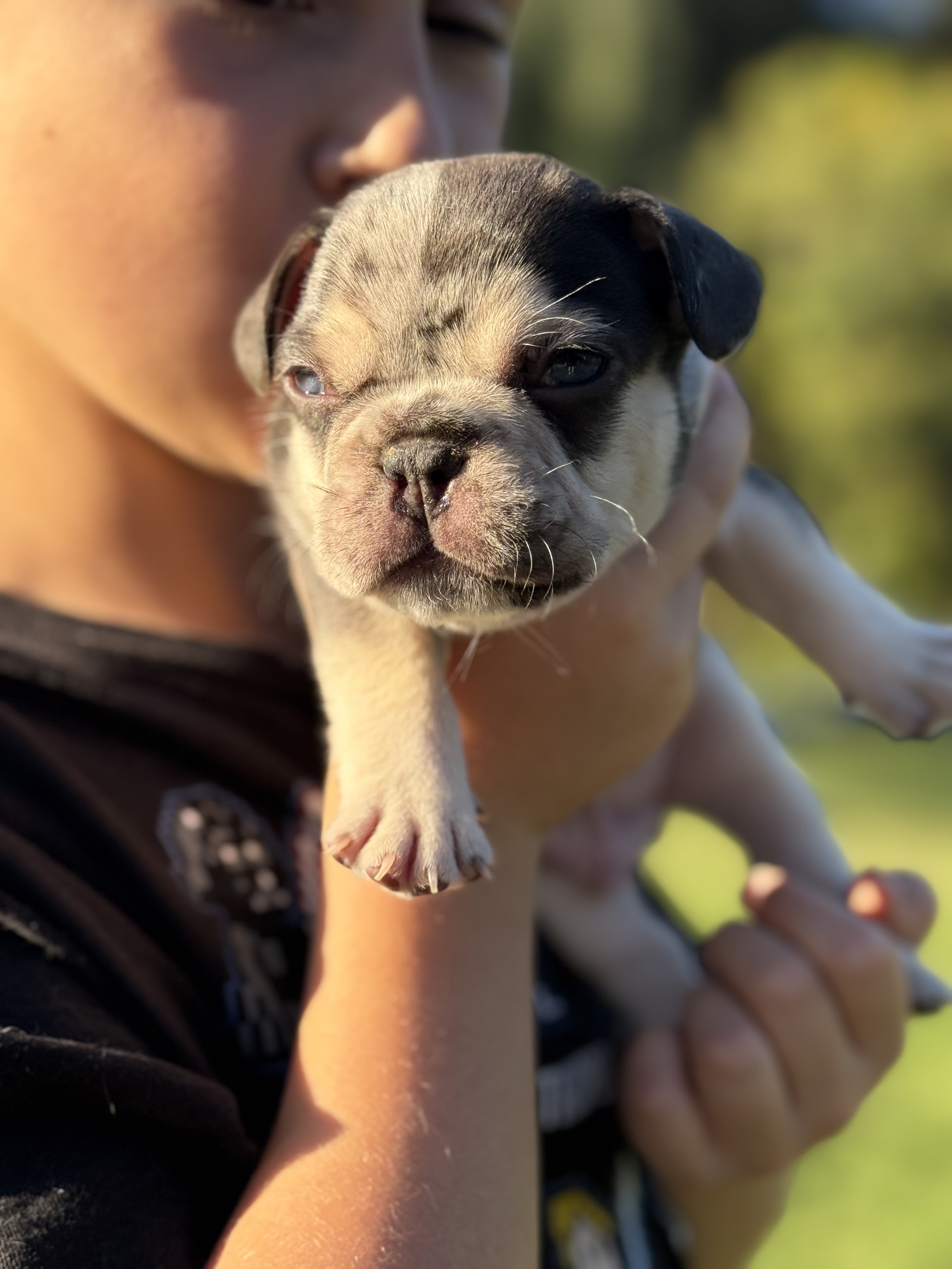 merle french bulldog puppy