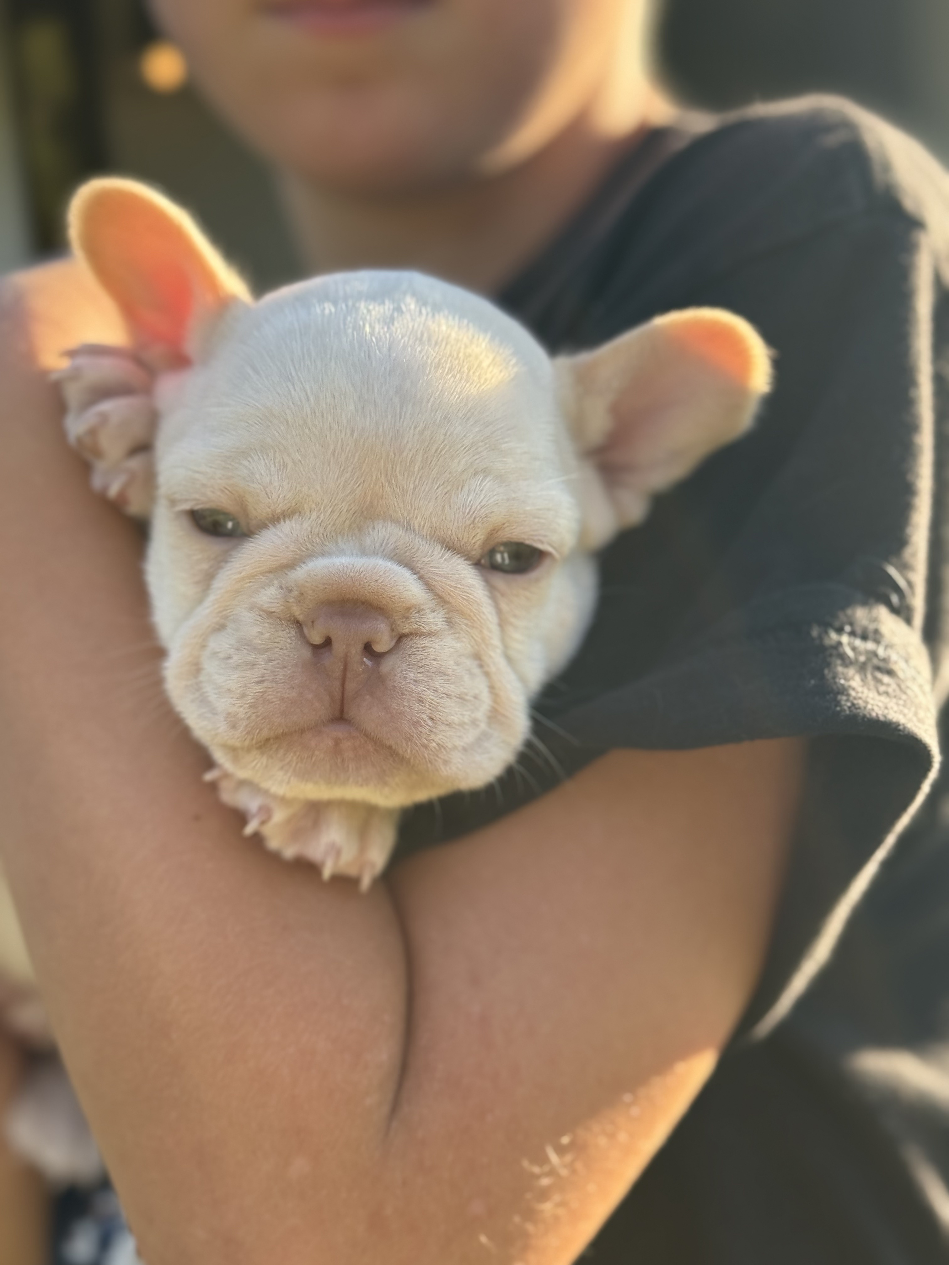 cream french bulldog puppy