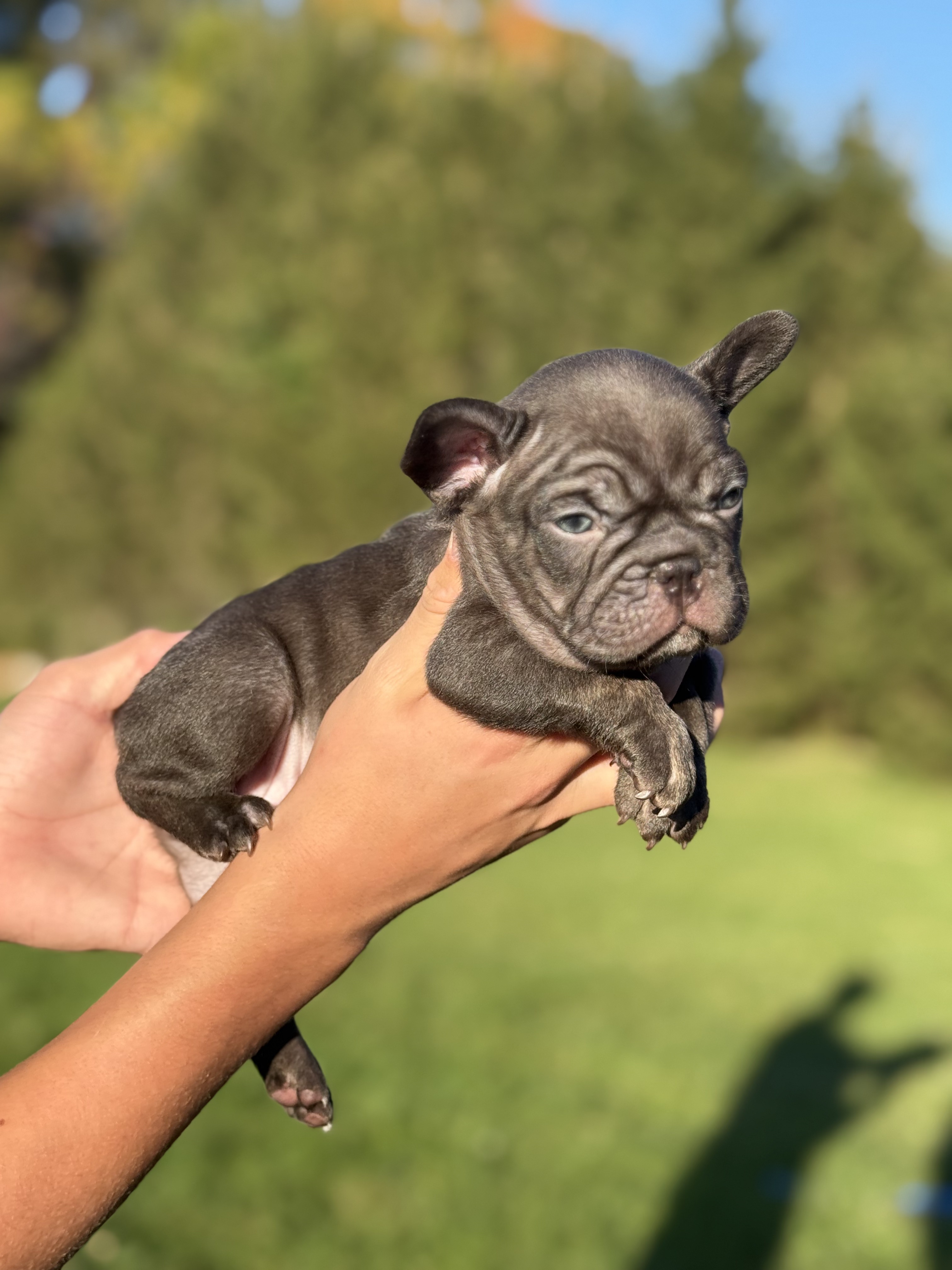 french bulldog puppy