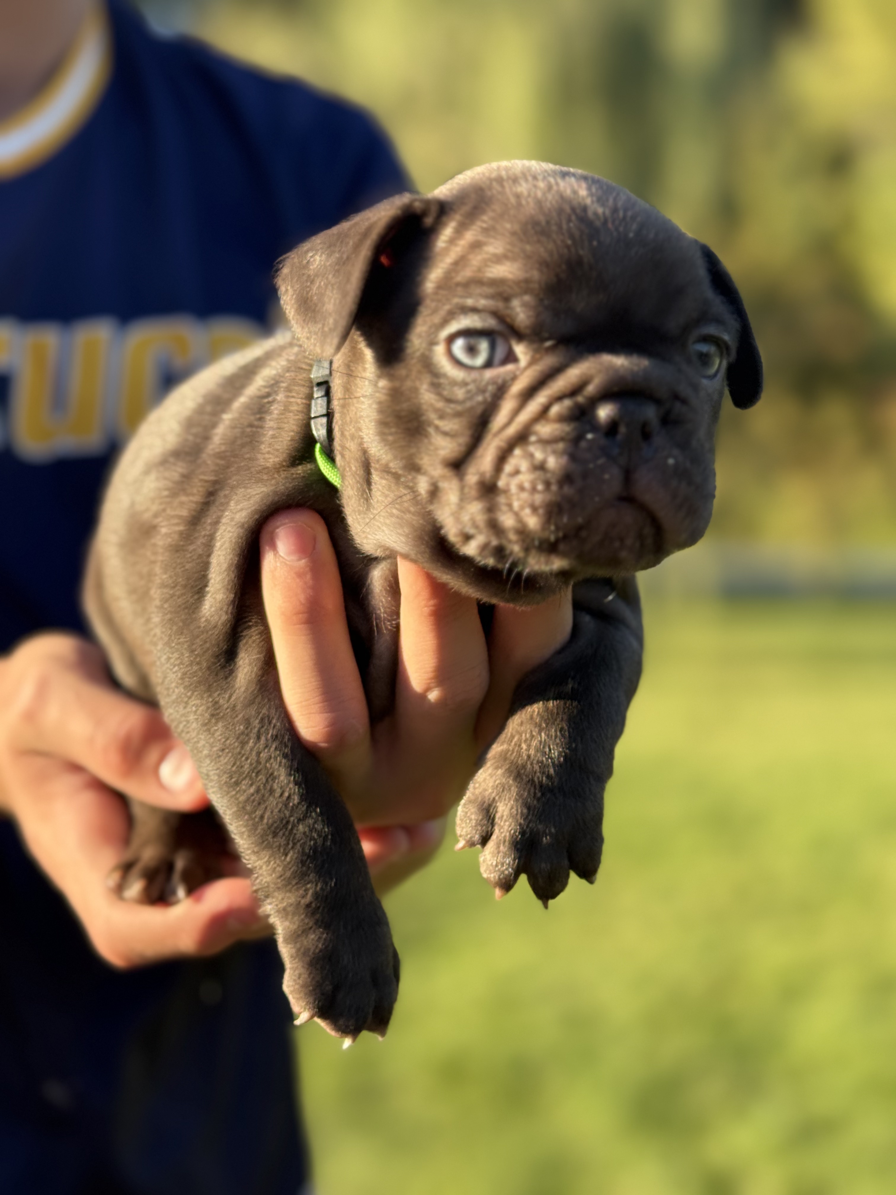 french bulldog puppy