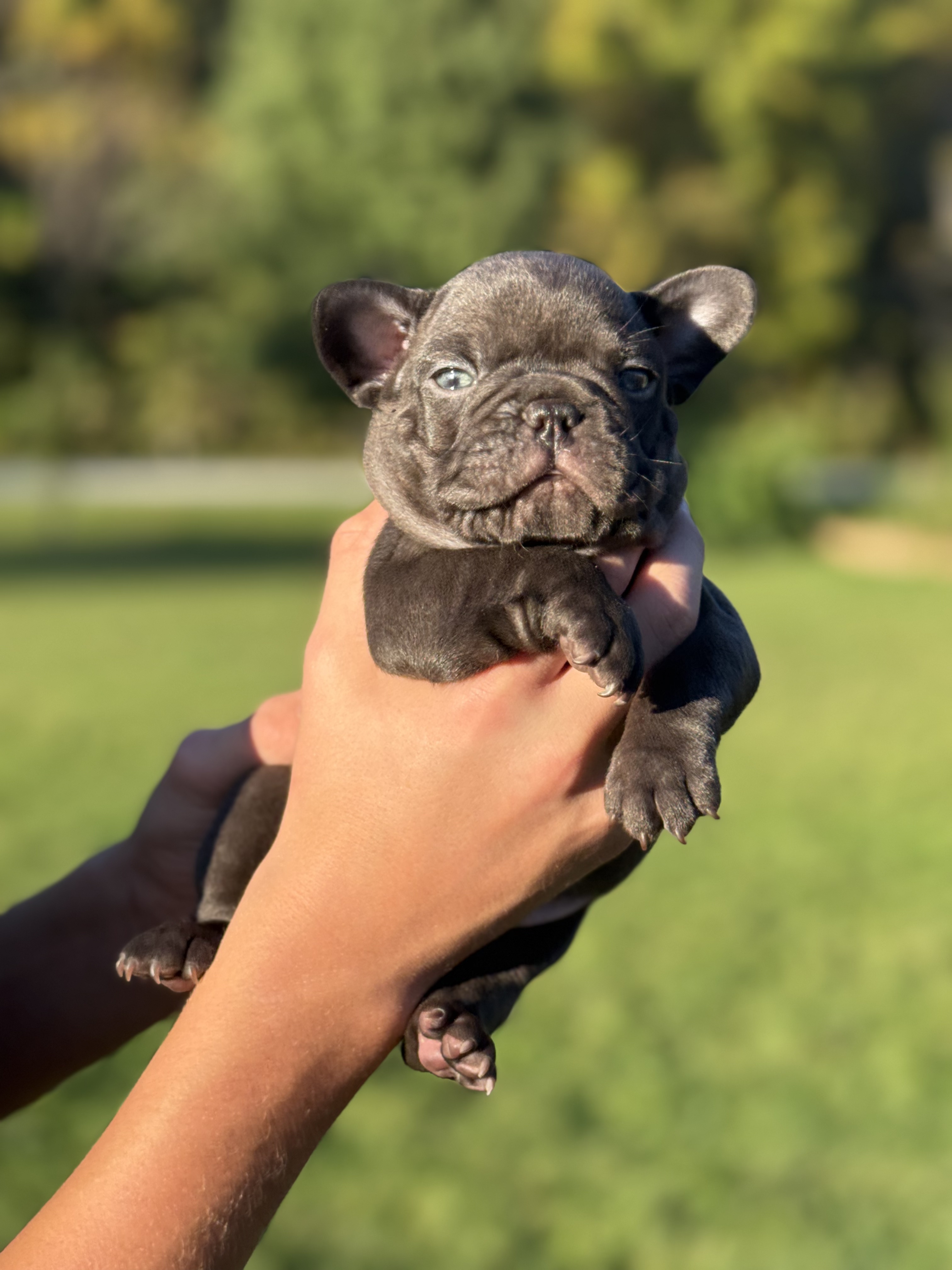 french bulldog puppy